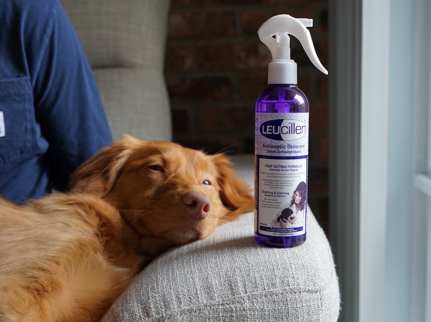 Antiseptic safe hot sale for dogs