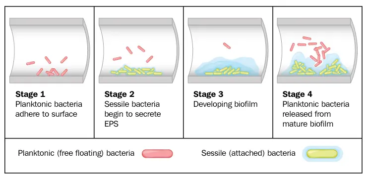 An example of how biofilm can build up in your plumbing.